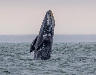 gray whale leaping out of the water