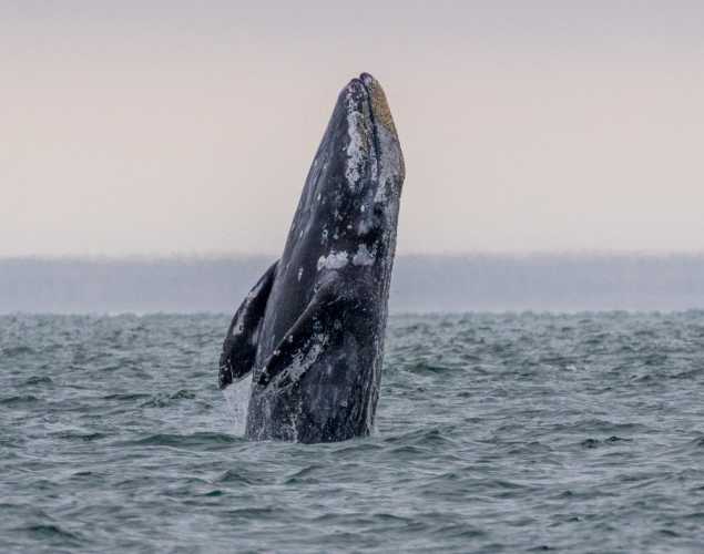A gray whale rises vertically out of the ocean as it starts to breach.