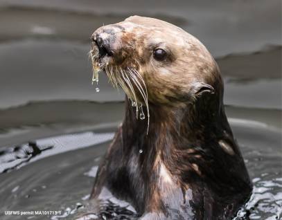 sea otter