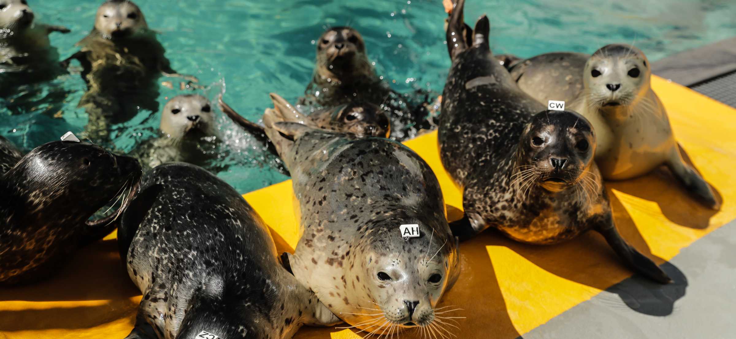 Seal vs. Sea Lion: Your Guide to Knowing the Difference | The Marine