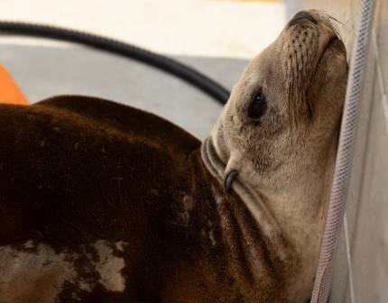 dorid california sea lion