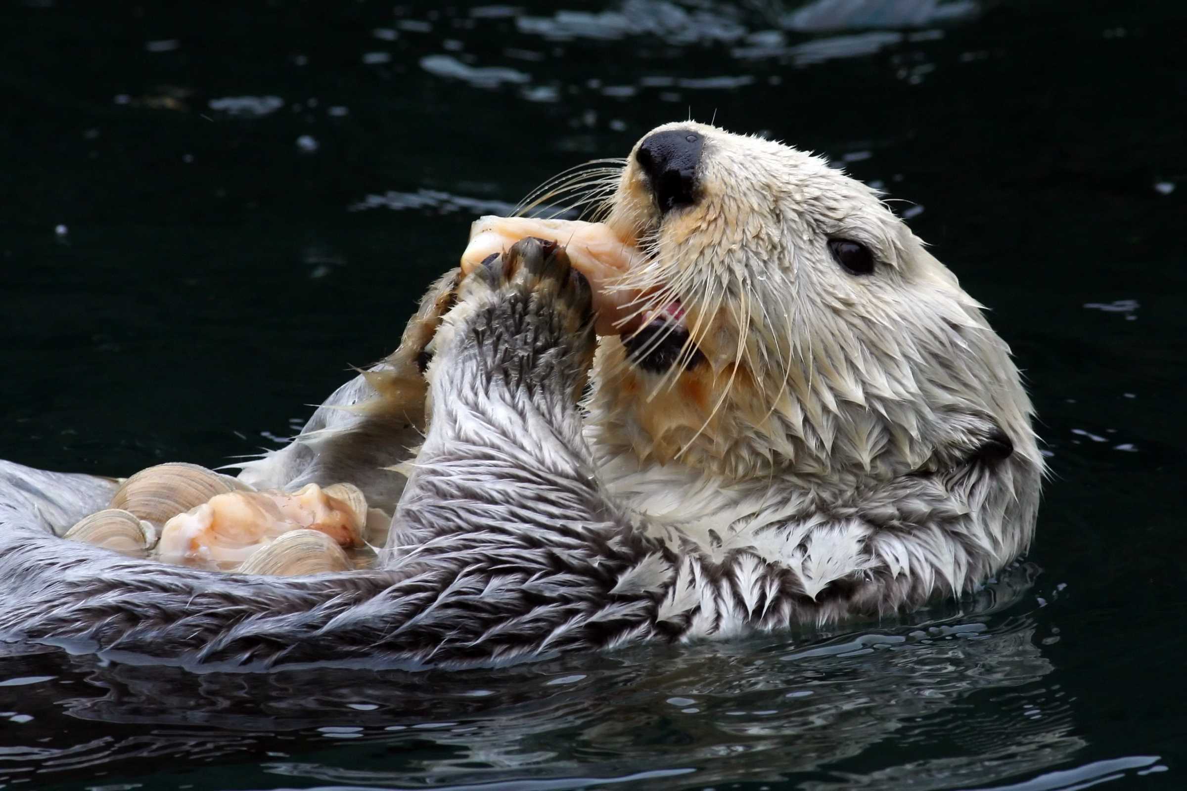What Do Sea Otters Eat? And Other Otter Trivia | The Marine Mammal Center