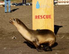 A California sea lion with a small satellite tracking device on its back runs through the sand.