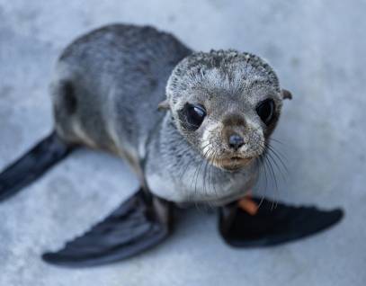 Sloopy – Guadalupe fur seal