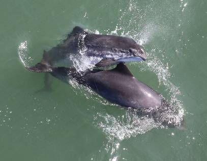Aerial view of two mating porpoises in San Francisco Bay