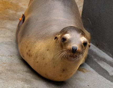 california sea lion lorax