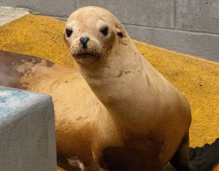 handball california sea lion