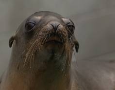 California sea lion