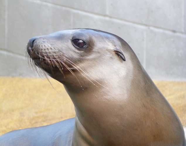 California sea lion Chetzu