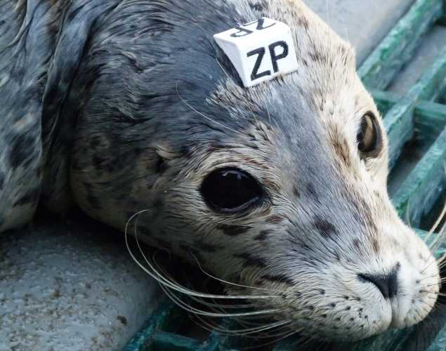 harbor seal Grace