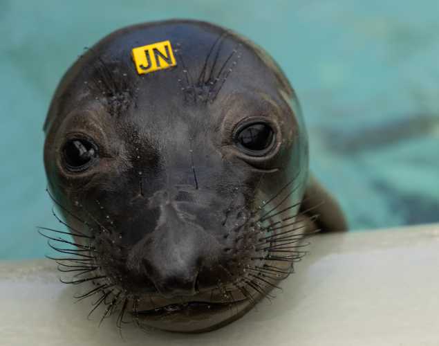 Northern elephant seal