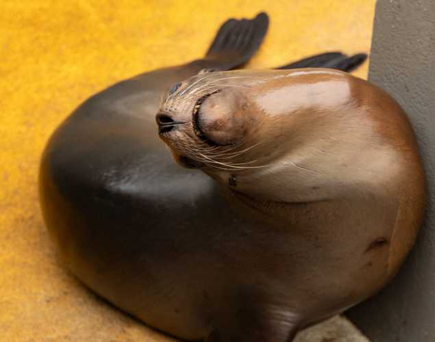 sea lion spinner