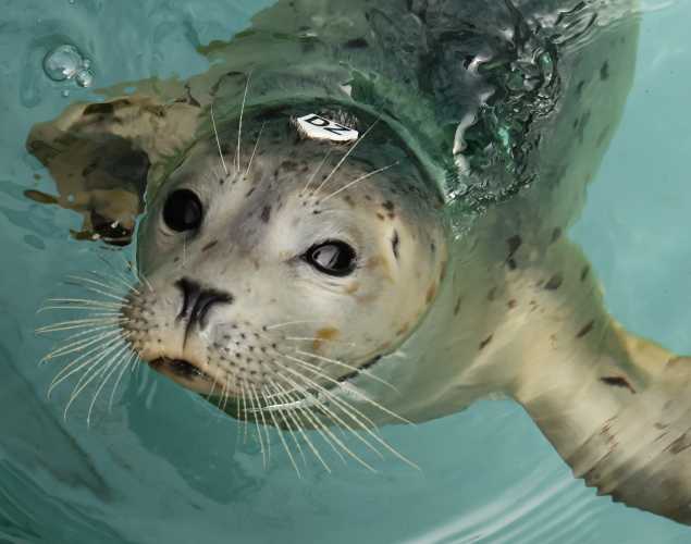 harbor seal Banner