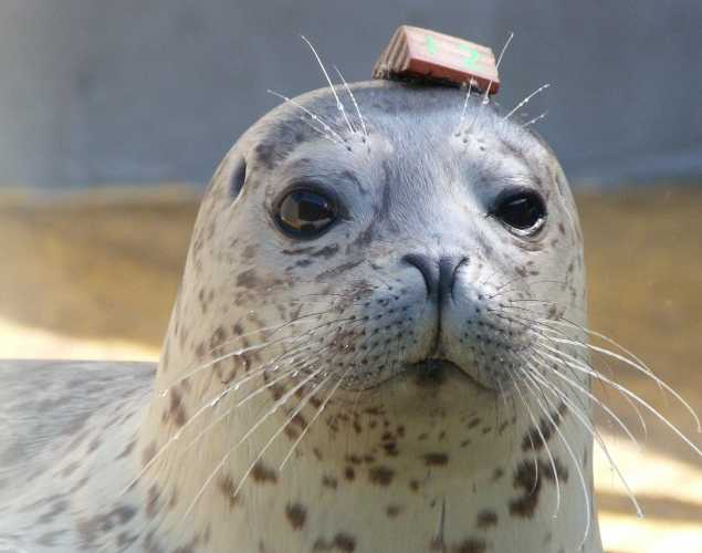 harbor seal Safira