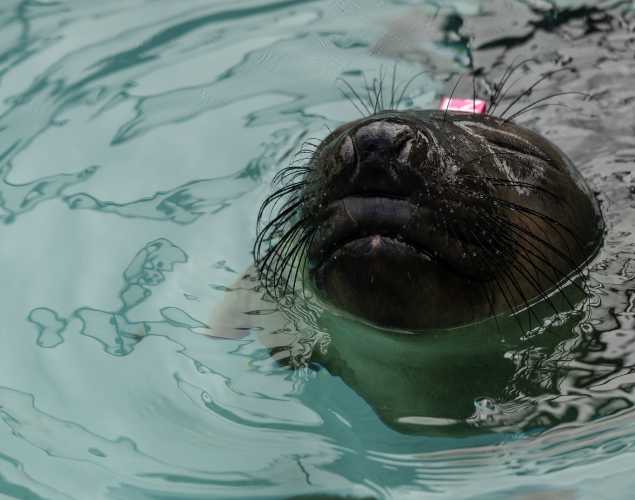 Northern elephant seal
