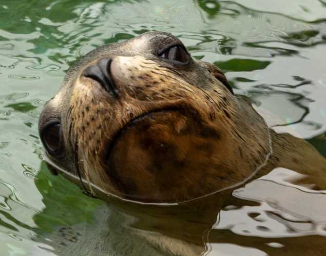sea lion pasha