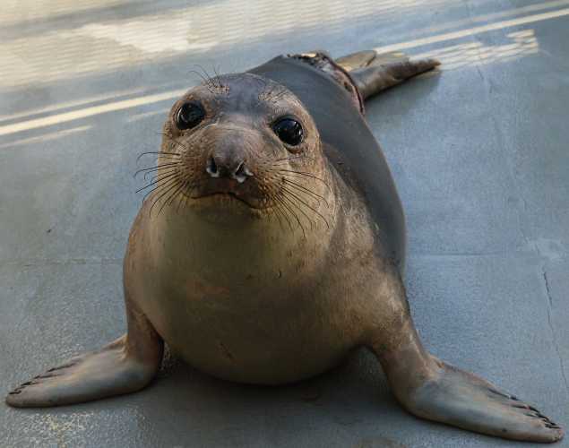 elephant seal Churro