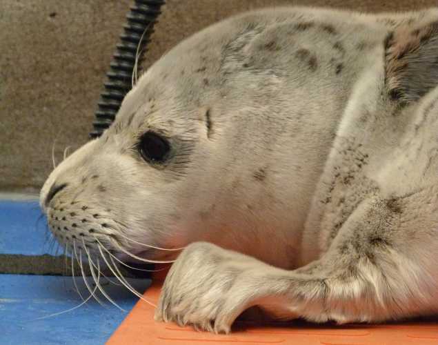 harbor seal Apis