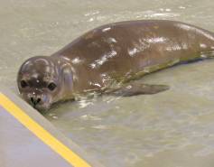 Hawaiian monk seal Mele