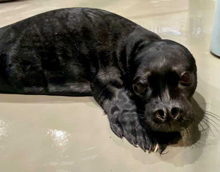 A black-coated Hawaiian monk seal pup rests at The Marine Mammal Center’s hospital.