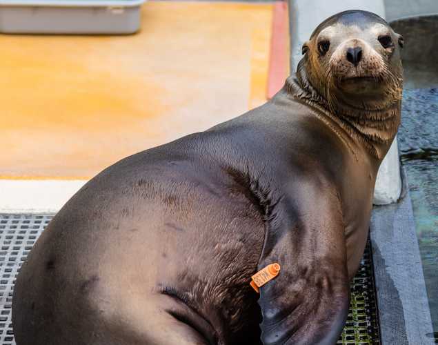 California sea lion Dangela