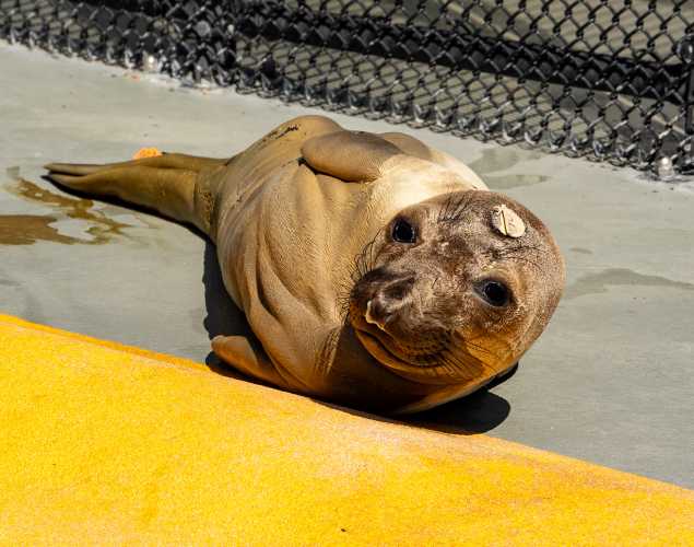 Northern elephant seal