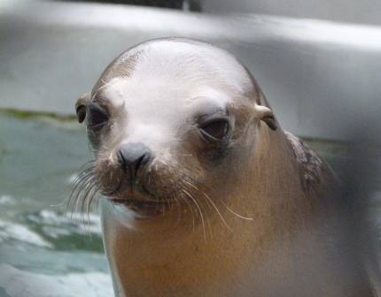 California sea lion Francesca