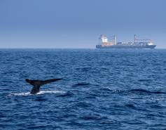 blue whale tail visible above waterline with container ship in the background