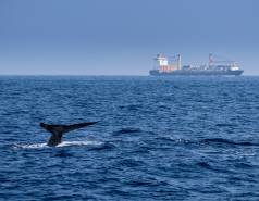 whale tail above water with large ship in the distance