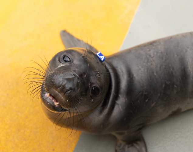 Northern elephant seal