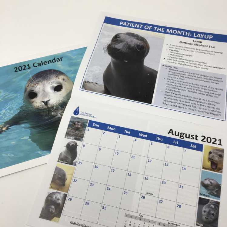 An open calendar with marine mammal imagery