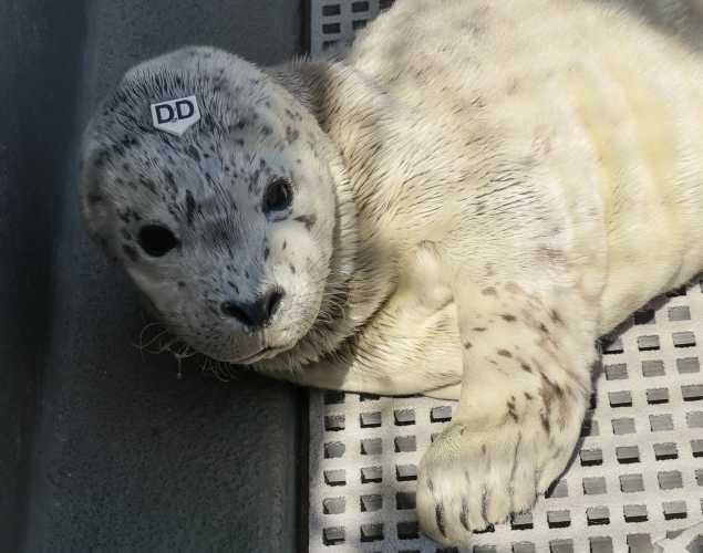 harbor seal Acai
