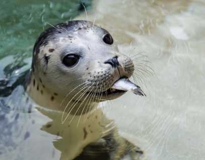 harbor seal Woody eating a fish