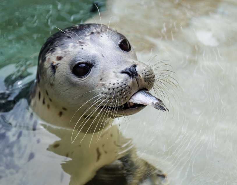 harbor seal Woody eating a fish