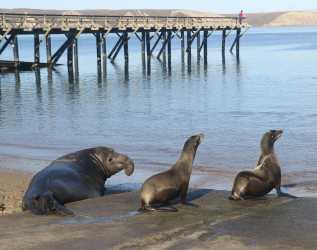 Seal vs. Sea Lion: Your Guide to Knowing the Difference | The Marine