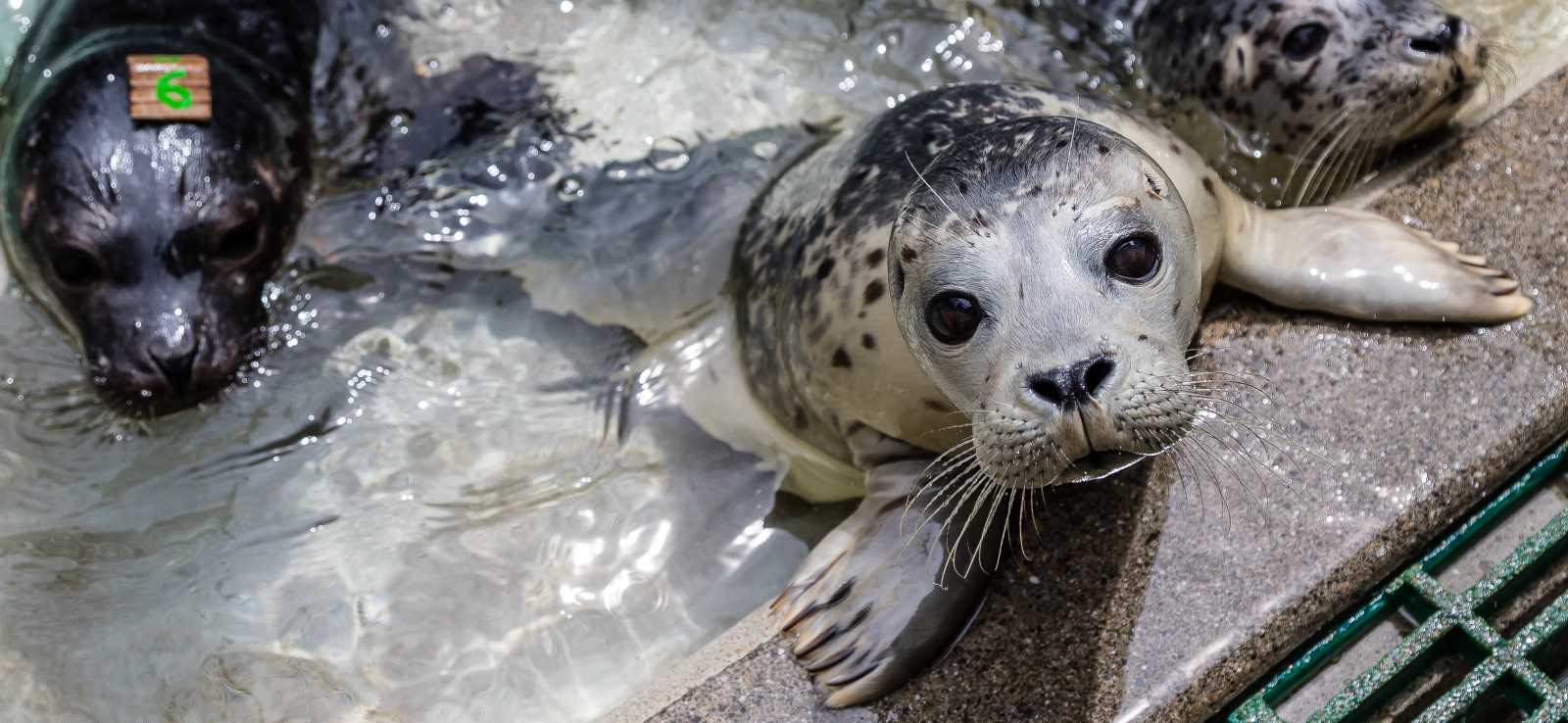 harbor seal patients in a pool