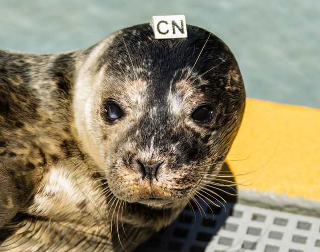 harbor seal Manresa