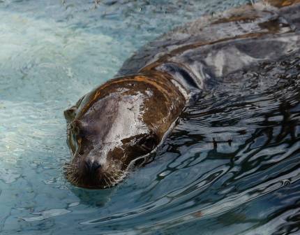 California sea lion Merrill