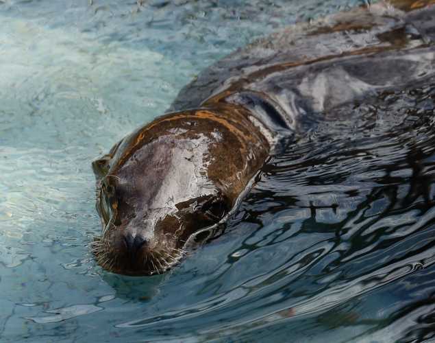 California sea lion Merrill