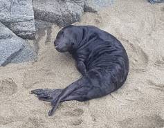 elephant seal pup Stoffle