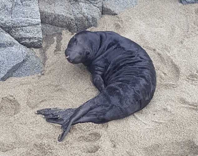 elephant seal pup Stoffle
