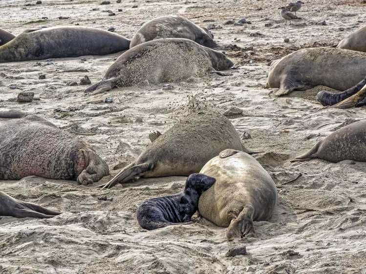 A black-coated elephant seal pup nurses milk from its mother on a sandy beach among other large adult seals.