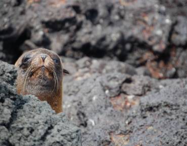 Guadalupe fur seal