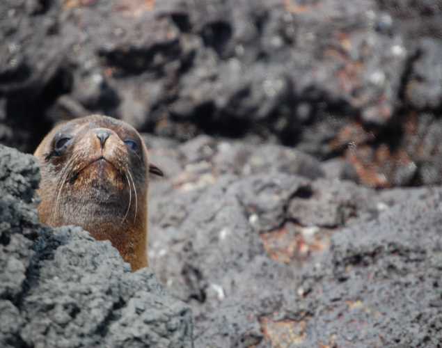 Guadalupe fur seal