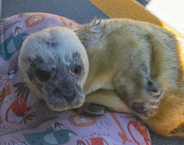 harbor seal Radish