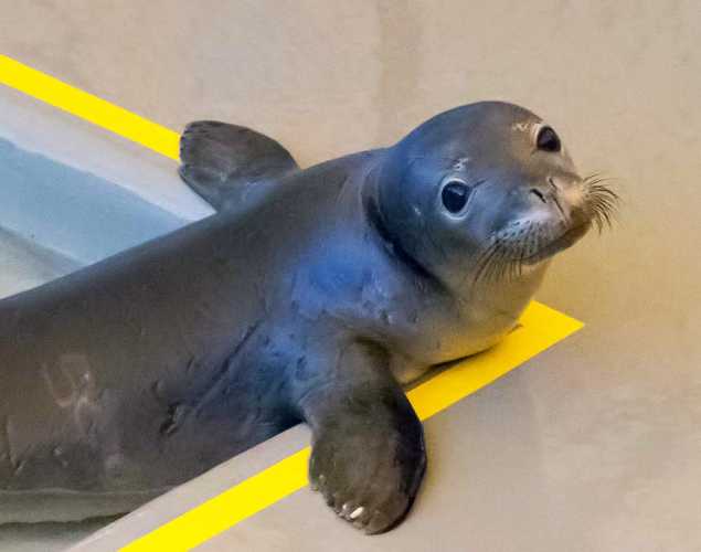 Hawaiian monk seal Maka Kilo