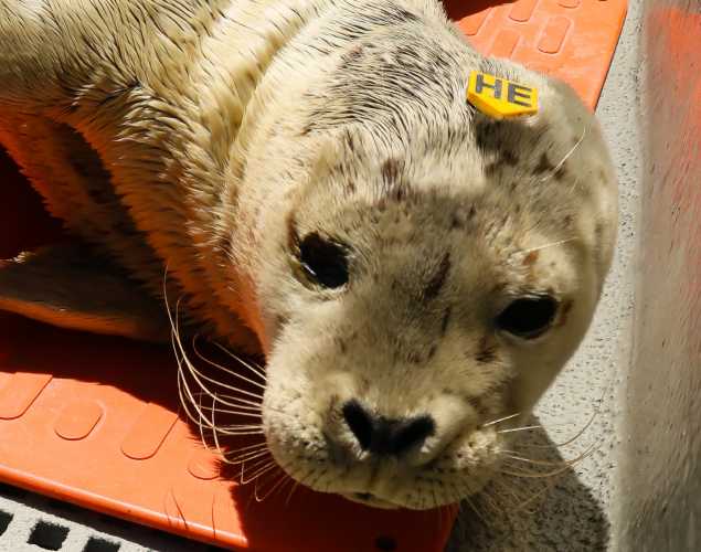 harbor seal Asiago