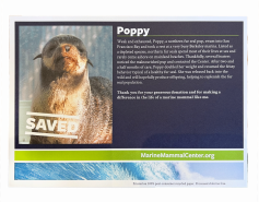 northern fur seal Poppy Adopt-a-Seal certificate, book and plush