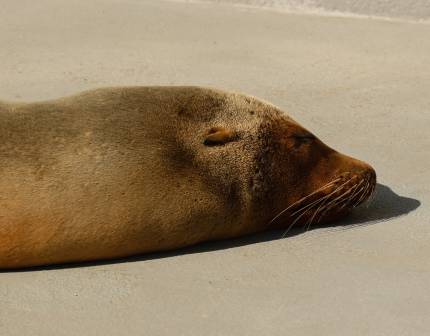 California sea lion Horsey