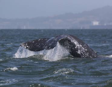 Gray whale in San Francisco Bay